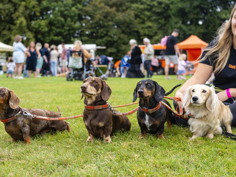 Pretzel, Crumpet, Strudel and Waffle at the Dachshunds Festival in Stubbington.
