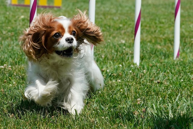 Cavalier King Charles Spaniel's are good dogs for a family and get on well around children and young people. 
 Picture: TIMOTHY A. CLARY/AFP via Getty Images