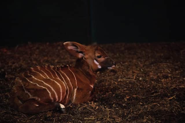 Mountain bongo calf at Marwell Zoo. Picture: Gemma/Marwell Zoo.