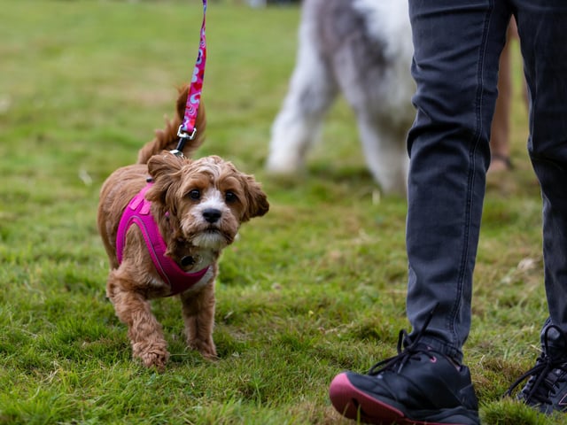 A young pup waits in line for the cutest puppy competition at the Denmead Fun Dog Show. Picture: Mike Cooter (210724)