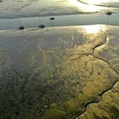 Solent mudflats. Picture: Mark Cox