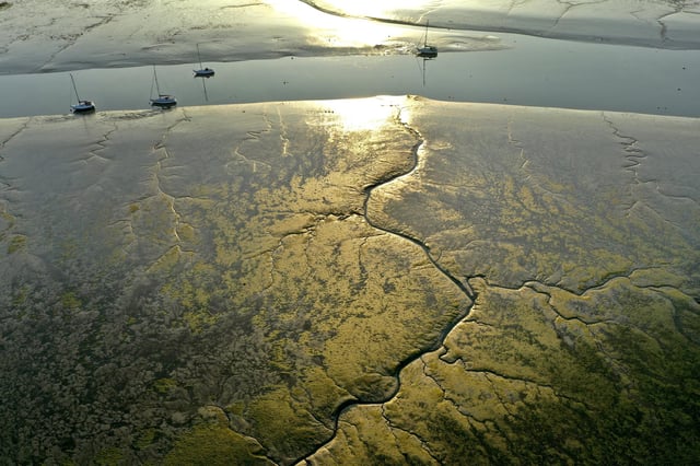 Solent mudflats. Picture: Mark Cox