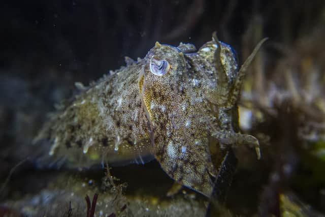 A young cuttlefish. Picture by Theo Vickers Marine Wildlife Photography