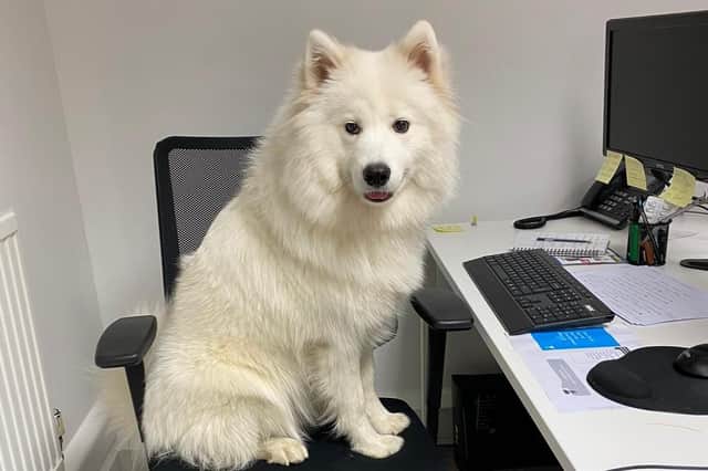 Luna at the desk at Toro Recruitment.