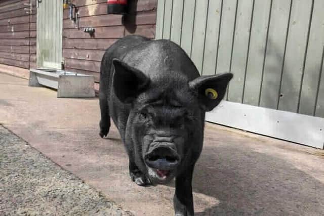 RSPCA are urging people to adopt farm animals as well as cats and dogs.
Pictured: Phil