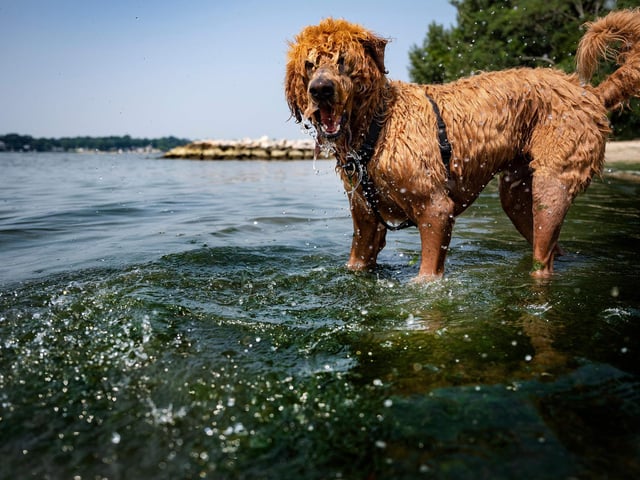 A labradoodle will set you back around £1,380 on average. (Photo by JIM WATSON/AFP via Getty Images)