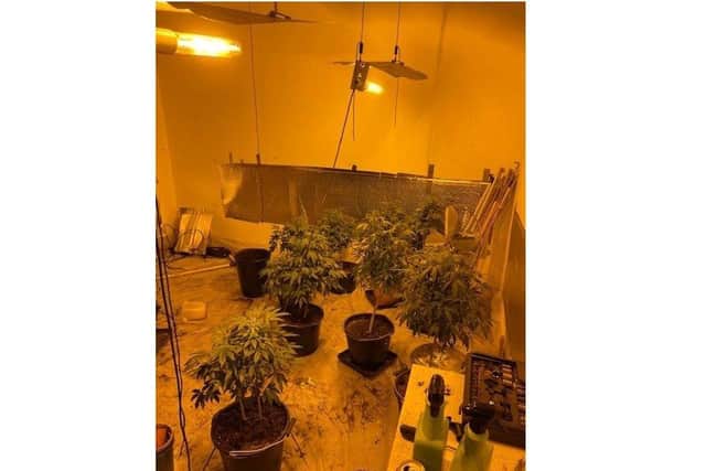 Cannabis plants in the Forton Road property. Picture: Gosport police