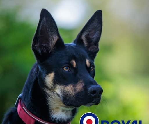 Service Dogs UK are holding a competition to see which dog will raise the most amount of funds which will go back into the charity.
Pictured: Loki