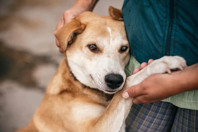 Adopting a dog gives your new pet second chance at a forever home