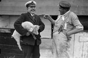 August 1927:  Annie the pig doesn't see the joke being shared by a sailor and a mate at the pig farm run by the navy, at HMS Excellent, Whale Island, Portsmouth, where they also have their own zoo.