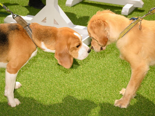 Two dogs make friends at Whiteley Doggy Day.Picture: Keith Woodland (250521-100)