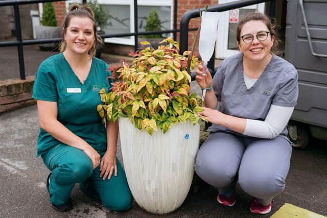 St Peter's Vets has increased the number of plants outside the practice to help the insect population.