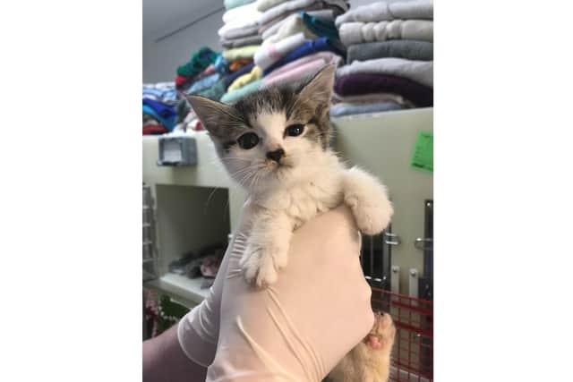 The charity received 568 reports of cat cruelty in Hampshire in 2021.