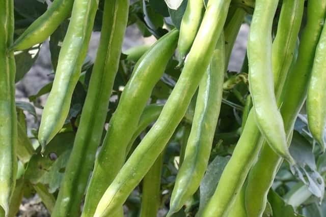 A taste of summer - Aquadulce Claudia broad bean.