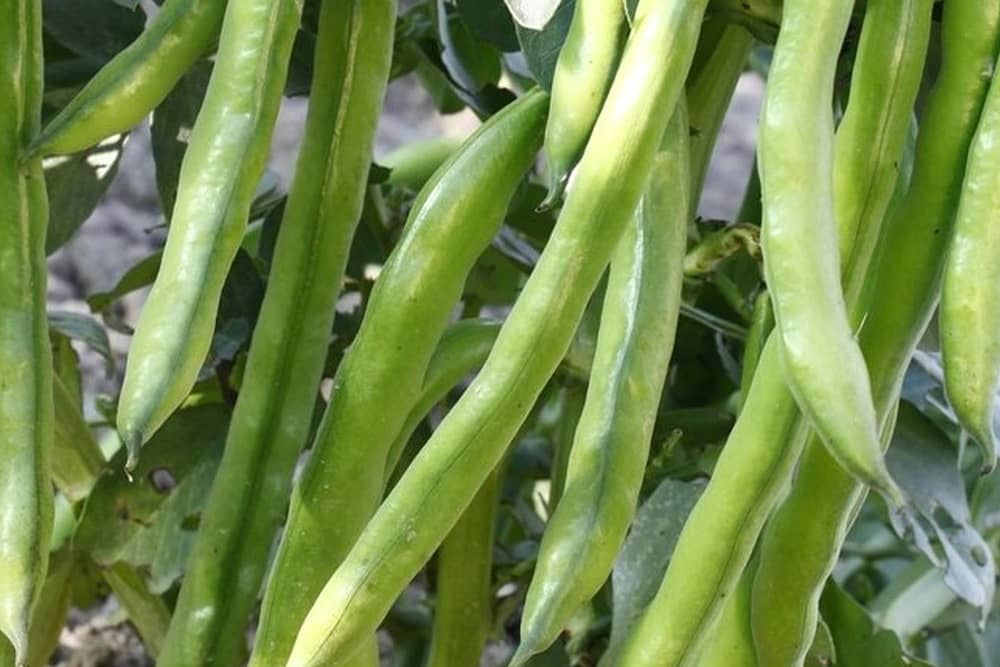 A taste of summer - Aquadulce Claudia broad bean.