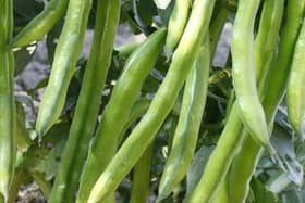 A taste of summer - Aquadulce Claudia broad bean.