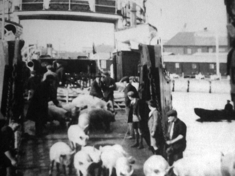 No saving their bacon. Pigs arriving at Point from the Isle of Wight for slaughter.