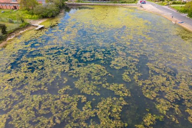 The algae at Stoke Lake Picture: Steve Hammond