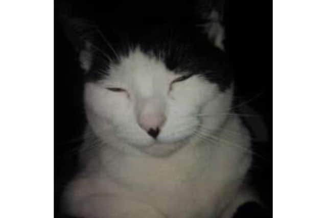 Heather Verrinder has been left 'heartbroken' after her cat Patches was found dead with her tail missing in woodland near Fort Nelson, Portchester. Picture: Heather Verrinder
