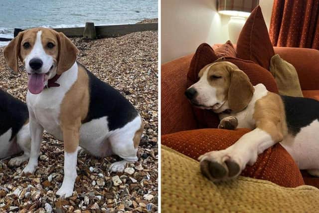 Poppy the beagle escaped from her home in Stubbington on Friday afternoon. Picture: Julie Fuge