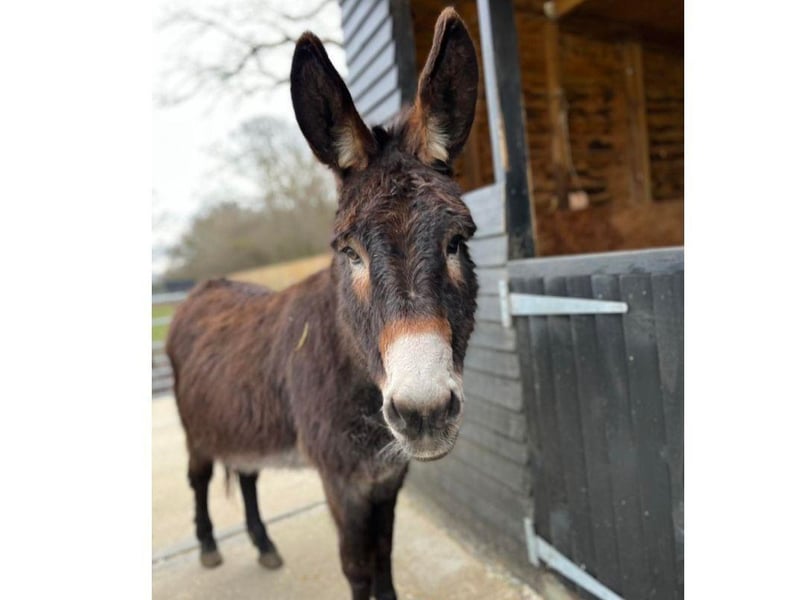 Take a look at some of the lovely donkeys that are at the Hayling Island Donkey Sanctuary.