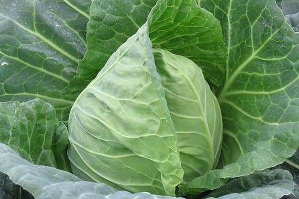 Duncan F1 cabbage.