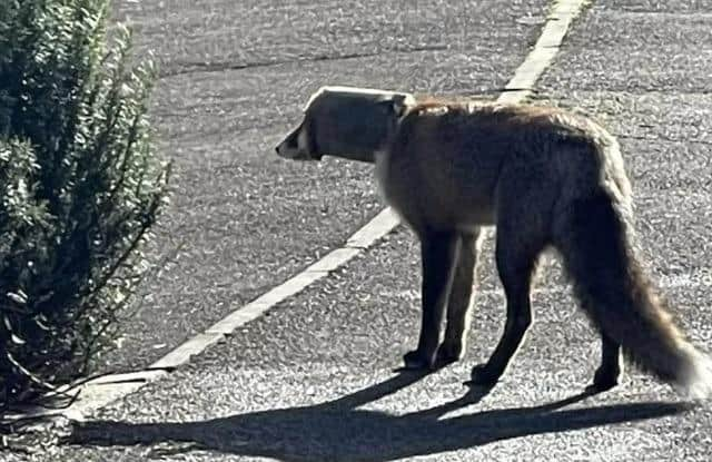 Second Chance Fox Rescue and Rehabilitation advise people not to go near the fox but to contact them first so it can be saved. Picture: Debra Jessie.