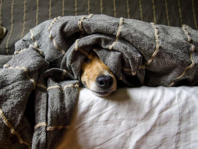 Dog snuggling under blanket