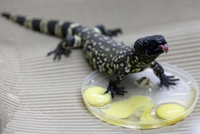 There are two beaded lizards reported in the Havant Borough Council area. Picture: ULISES RUIZ/AFP via Getty Images.