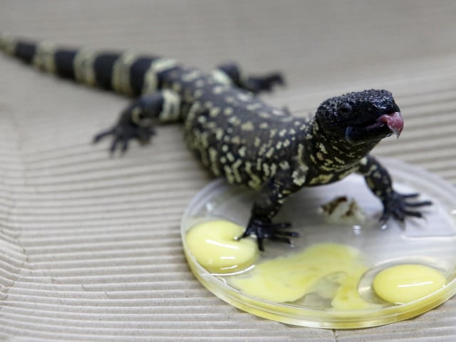 There are two beaded lizards reported in the Havant Borough Council area. Picture: ULISES RUIZ/AFP via Getty Images.