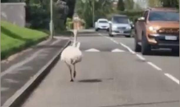 Runaway Rhea causes havoc in UK village.