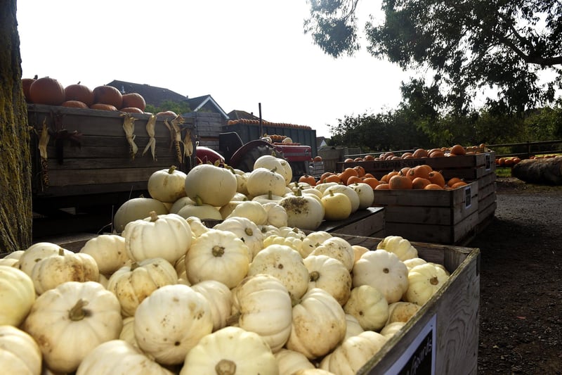 Stoke Fruit Farm in Hayling Island, have a fantastic display of pumpkins which can be seen and purchased ready in time for Halloween. 
Picture: Sarah Standing (101023-9276)