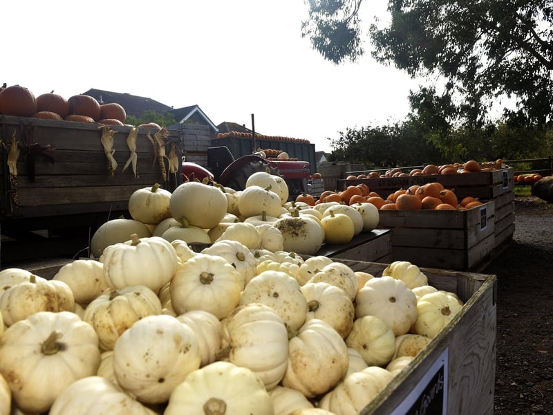 Stoke Fruit Farm in Hayling Island, have a fantastic display of pumpkins which can be seen and purchased ready in time for Halloween.
Picture: Sarah Standing (101023-9276)