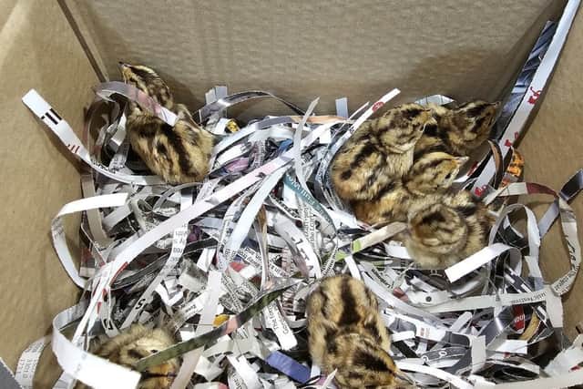 The rescued chicks, presumed to be pheasants.-