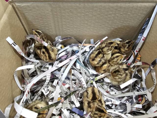 The rescued chicks, presumed to be pheasants.-