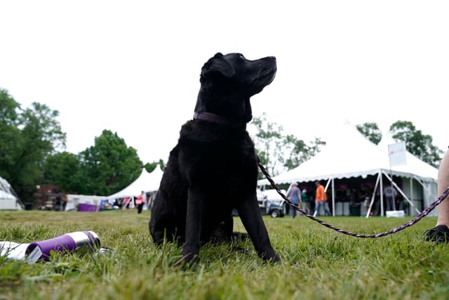 A Labrador Retriever will set you back around £1,270 on average. (Photo by TIMOTHY A. CLARY/AFP via Getty Images)