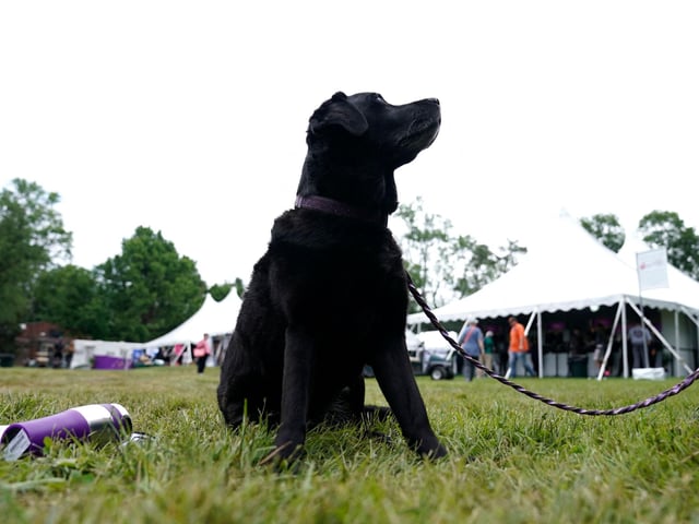 A Labrador Retriever will set you back around £1,270 on average. (Photo by TIMOTHY A. CLARY/AFP via Getty Images)