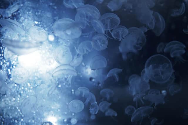 A tank containing moon jellyfish at Sea Life London Aquarium.
Picture date: Monday October 31, 2022. PA Photo.