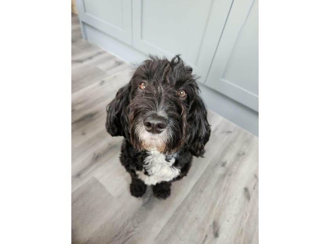 Stan is a 4 1/2 years old cocker poo and he is a really boy. He sleeps all night in his crate and loves his food and takes treats nicely.
Stan loves his walks, his recall is excellent and he lives with my 3 foster mums dogs. He get on really well with them. Stan does resource guard and needs a home with someone who has experience with a dog like him and can manage his behaviour and on going training.
He would be best in a home with no children or older ones due to the resource guarding. I can live in a home with dogs or without.
The adoption fee is £225 and this includes vaccines, vet check, microchip, flea and worm treatment, 5 weeks insurance with Agria and pre and post consults with an experienced behaviourist.
