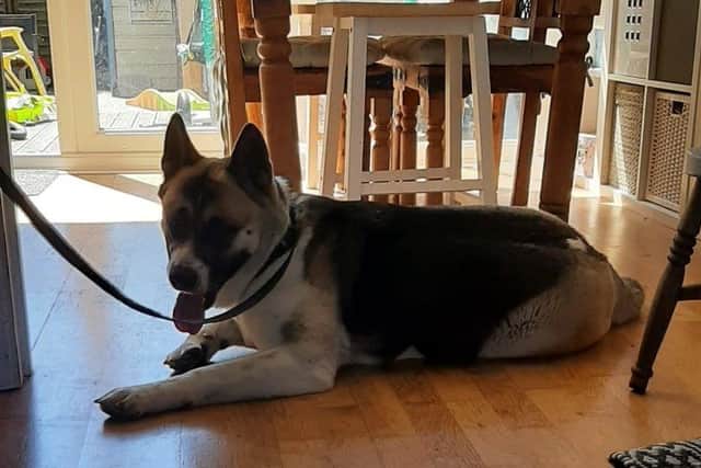 Kiera was found wandering around Gosport, and was rescued by police officers. Picture: Gosport Police.