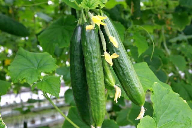 Make sure you feed cucumbers growing in the greenhouse.