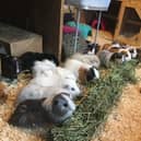 Popcorning Piggies Guinea Pig Rescue