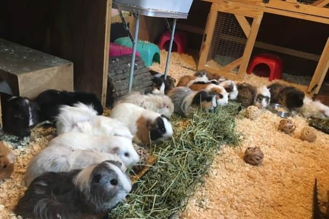 Popcorning Piggies Guinea Pig Rescue