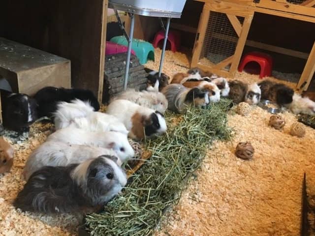Popcorning Piggies Guinea Pig Rescue