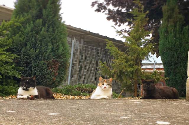 RSPCA Stubbington Ark is raising funds towards its new cattery after the old one was decommissioned