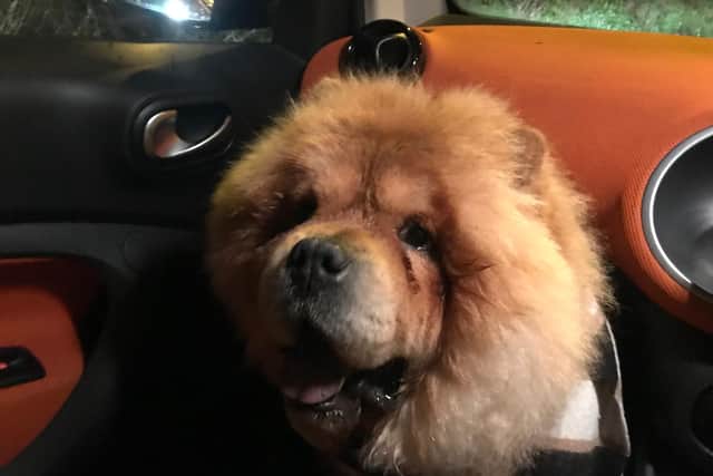 Tyson the dog was rescued after finding himself on the M27 last night. Picture: Supplied