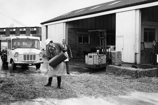 Tom Parker Dairies in Fareham take precautions after spread of foot and mouth disease in March 1981. The News PP385