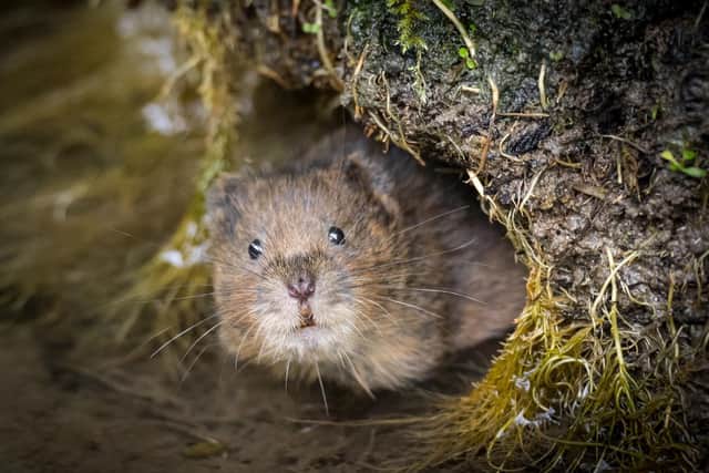 A water vole in the Meon Valley, at the South Downs National Park. The species has surged thanks to work carried out by the park and its partners. Picture: Dick Hawkes