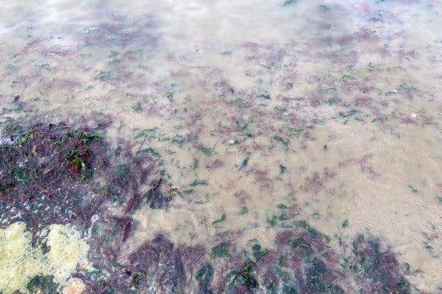 Water quality in Lee. Picture: Elaine Johnson