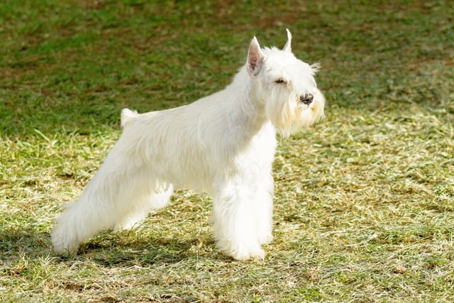 Miniature Schnauzers are small and playful dogs but do not underestimate their ability to learn. 
(Photo: Shutterstock)